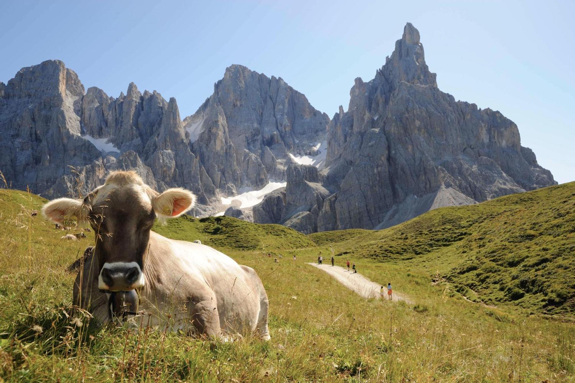 Sporting Aparthotel San Martino Di Castrozza Zewnętrze zdjęcie